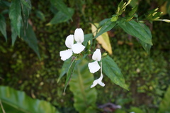 Dicliptera tinctoria