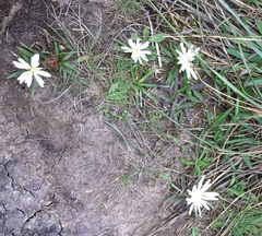 Hypochaeris sessiliflora