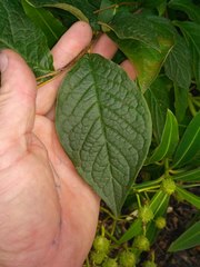 Cotoneaster bullatus
