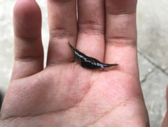Neocaridina denticulata