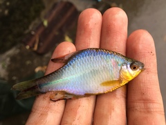 Rhodeus sinensis