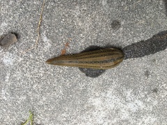 Whitmania pigra