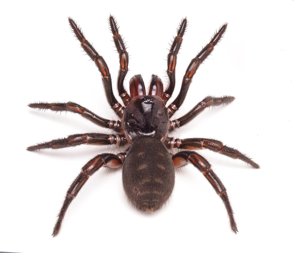 Golden Trapdoor Spiders from Rosslyn QLD 4703, Australia on June 30 ...