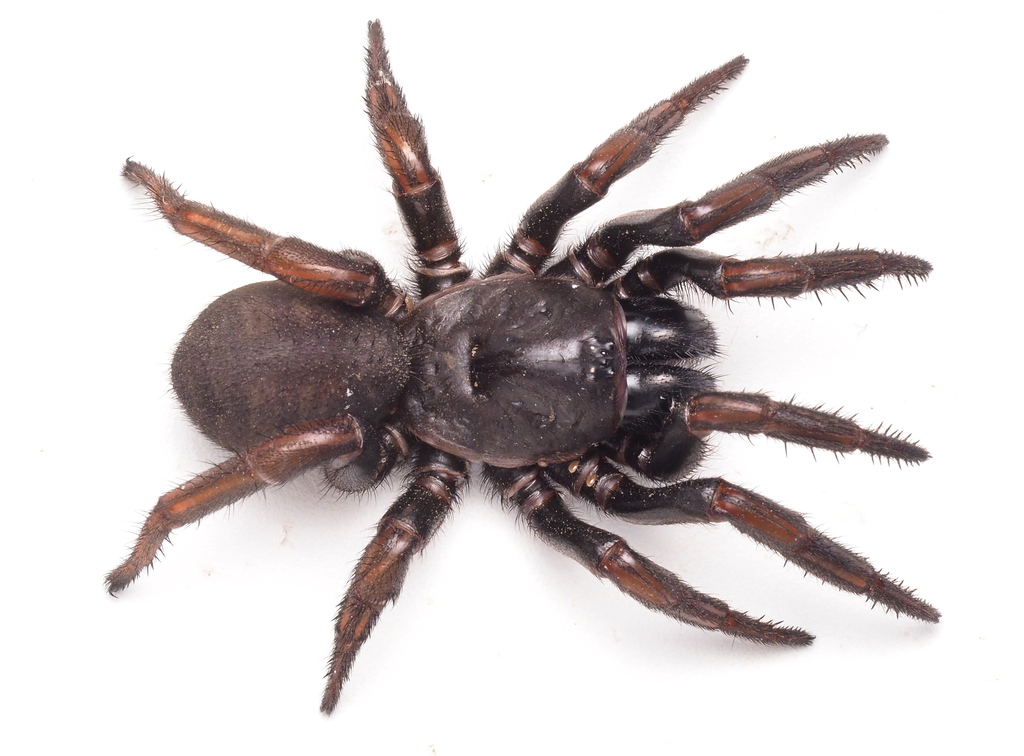 Cataxia from Rosslyn QLD 4703, Australia on June 30, 2023 at 1200 AM