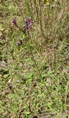 Verbena brasiliensis image