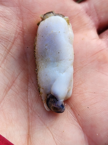 Ram's Horn Squid