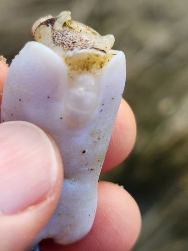 Ram's Horn Squid