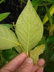 Cotoneaster bullatus