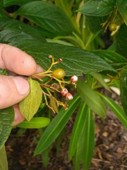 Cotoneaster bullatus