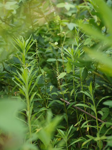 Lysimachia fortunei