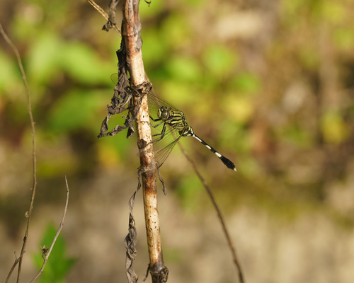 Slender Skimmer