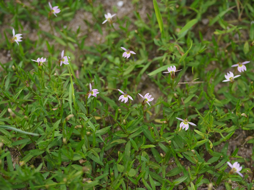 Chinese Lobelia