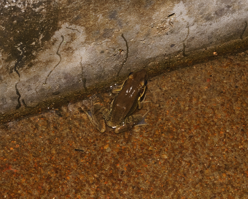 Guenther's Frog