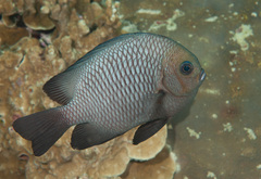 Threespot Dascyllus photo 4
