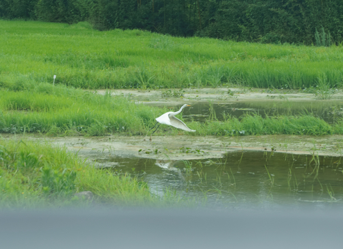 Medium Egret