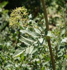 Phellolophium madagascariense