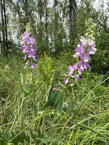 common milkpea