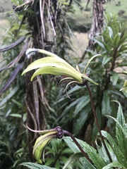 Siphocampylus lucidus