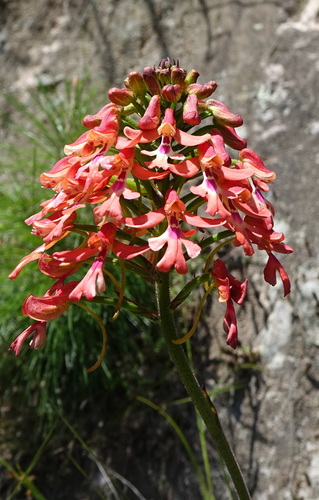 Cynorkis gibbosa