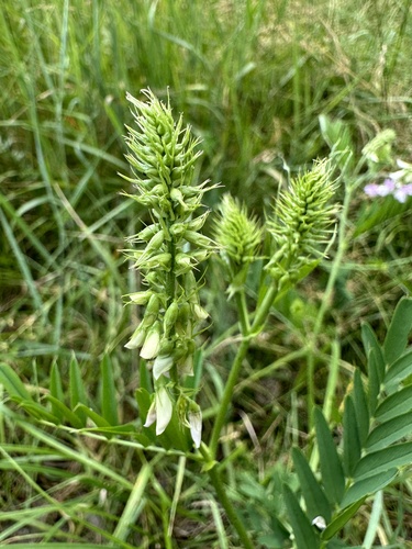 common milkpea