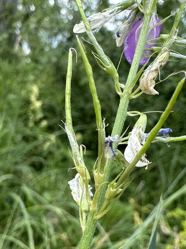 common milkpea