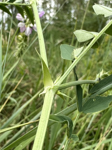 common milkpea