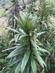 Siphocampylus lucidus