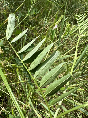 common milkpea