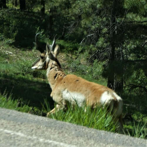 American Pronghorn photographed in Utah