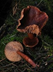 Lactarius atrobadius
