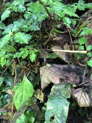 Anolis aequatorialis