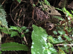 Anolis aequatorialis