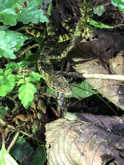 Anolis aequatorialis
