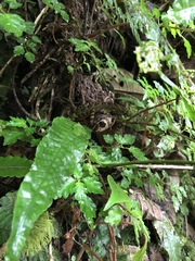Anolis aequatorialis