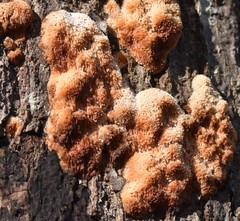 Pycnoporellus alboluteus