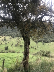 Hesperomeles ferruginea