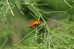 Crioceris duodecimpunctata