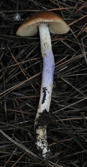 Cortinarius vanduzerensis image