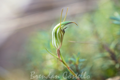 Pterostylis alata, photograph (c) Brendan Costello, some rights reserved (CC BY)