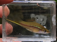 Xiphophorus hellerii