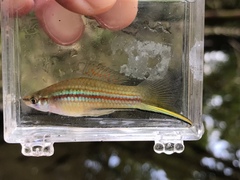 Xiphophorus hellerii