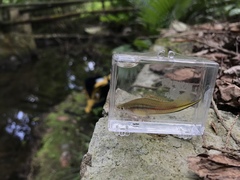 Xiphophorus hellerii