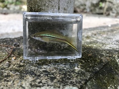 Xiphophorus hellerii