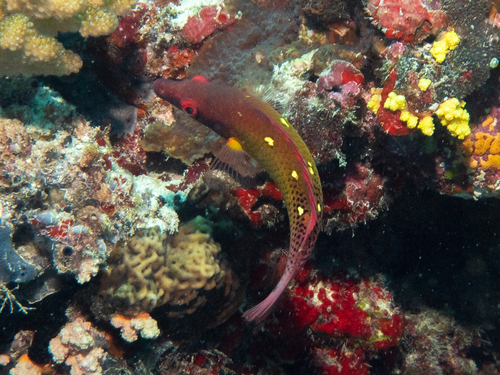 Diana's hogfish (Bodianus diana) — Labridae — 2