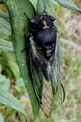 Neotibicen lyricen engelhardti