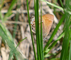 Callophrys muiri