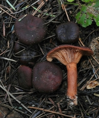 Lactarius atrobadius