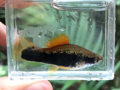 Xiphophorus hellerii