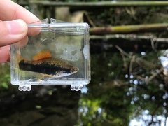 Xiphophorus hellerii