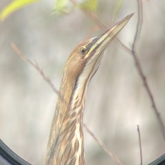 Botaurus lentiginosus image